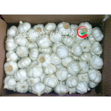 2015 Fresh Pure White Garlic